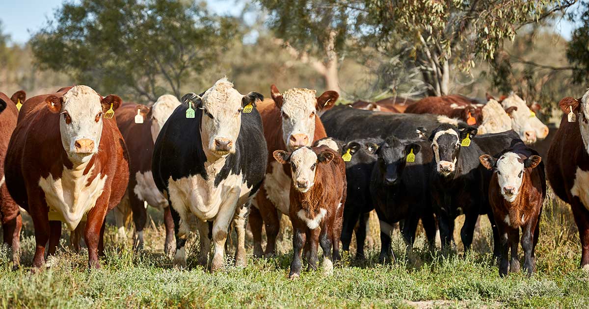 Top tips for agisting livestock Integrity Systems