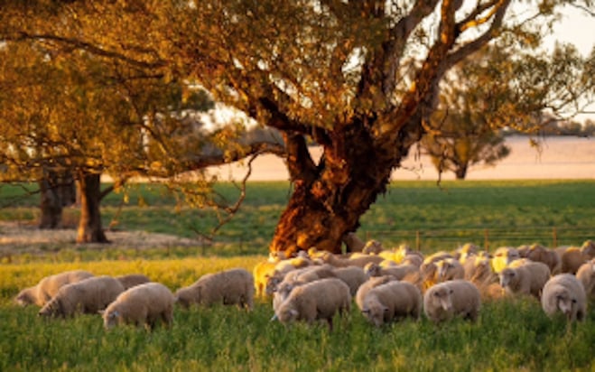 Choosing and using the correct devices for all species