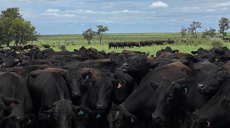 Some of Wentworth Cattle Company's herd. 