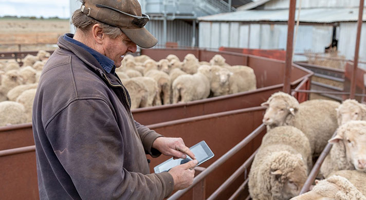 Producer looking at tablet with sheep in background