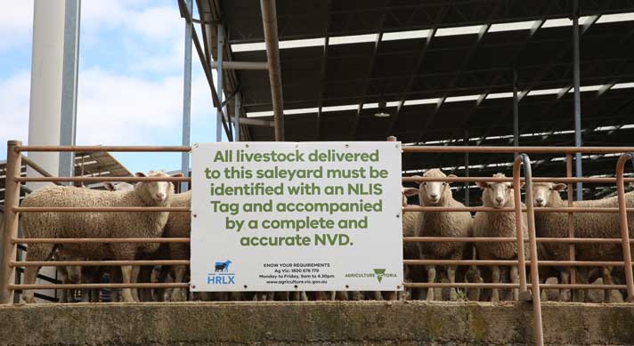NLIS and NVD sign at a saleyard with sheep in the background