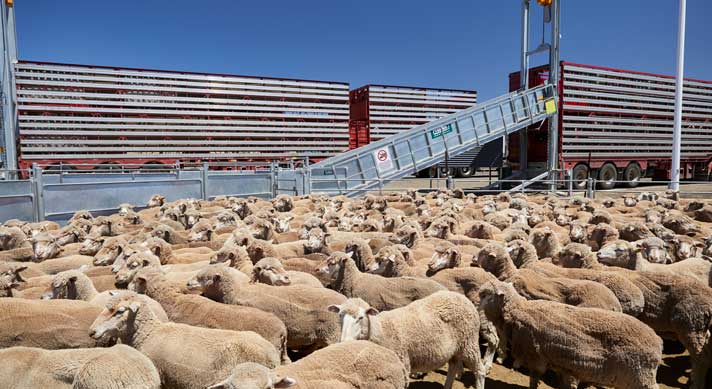 Sheep in foreground with truck in the background