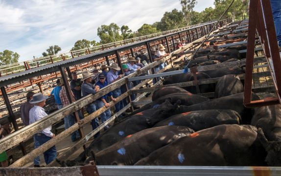 New risk management tool for cattle producers