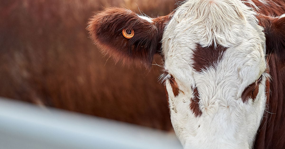 Lost tags? Missing livestock? How PIC reconciliations can protect your integrity