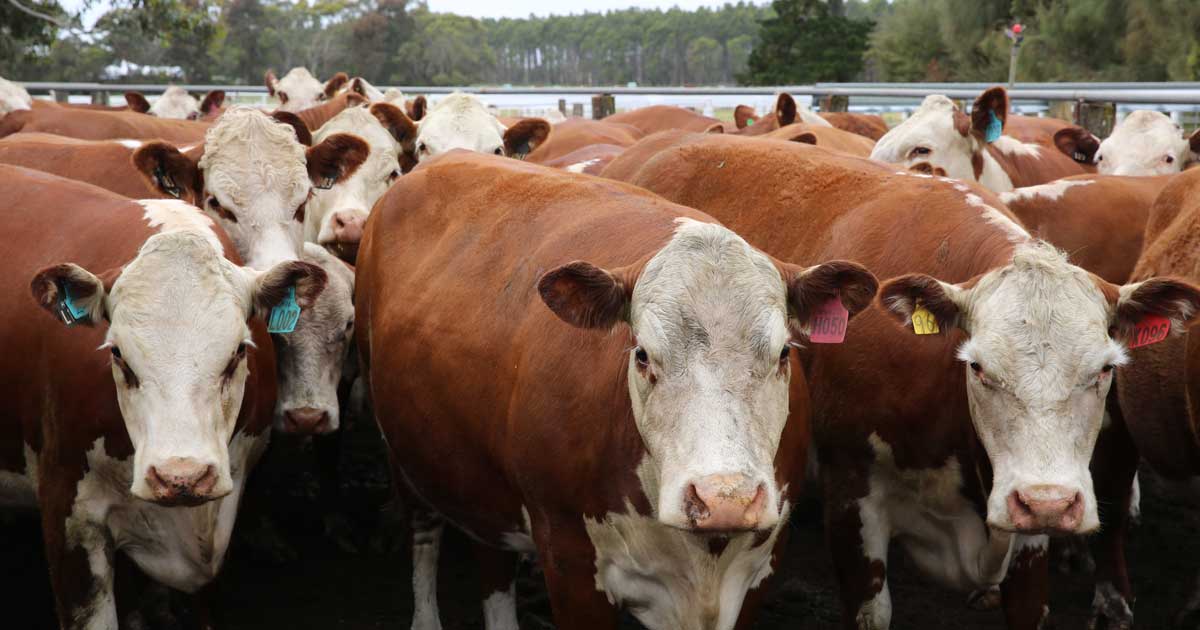 NLIS tagging protocols for cattle Integrity Systems