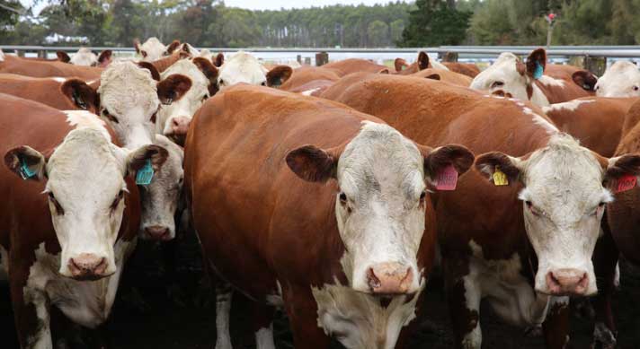 NLIS tagging protocols for cattle | Integrity Systems