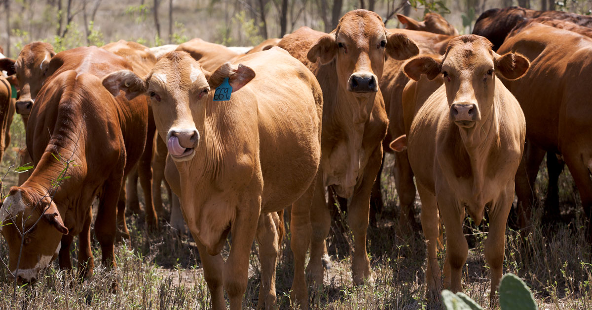 Assisting Indonesia limit disease spread