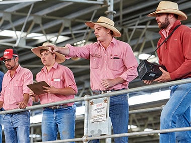 Agents at a saleyard