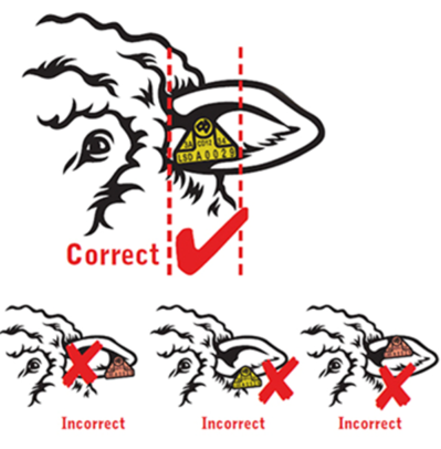 Figure 2 Tag placement for older animals