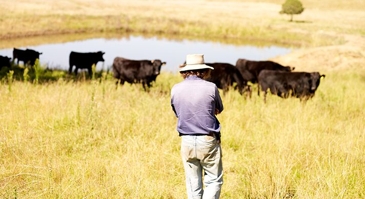 New feedback to help beef producers manage disease