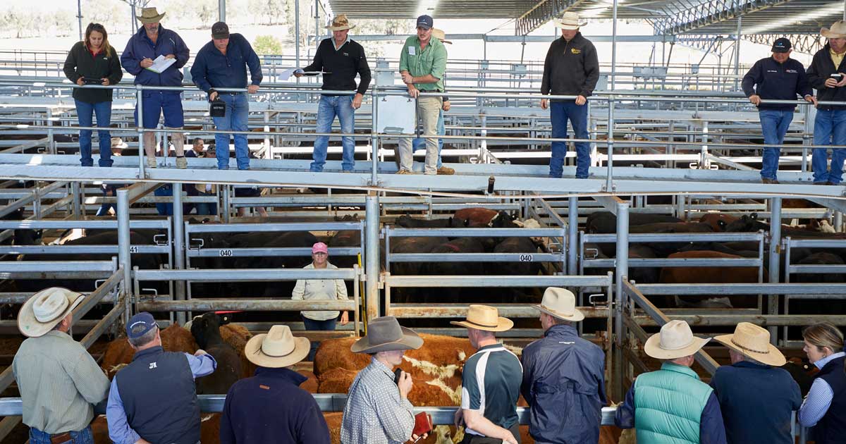 Buying or selling livestock? Early warnings at the saleyards