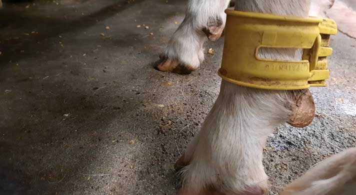 An electronic identification leg band on a dairy goat.