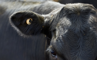 One animal, one identity - for life