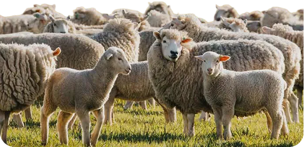 Buying, Selling and Moving Livestock